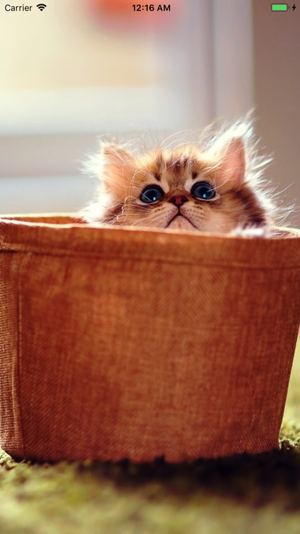wallpaper Funny cat wallpaper, Cat wallpaper, Cute cats