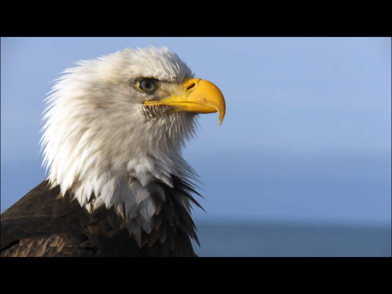 Video Touch - Wilde Vogels iPad app afbeelding 2