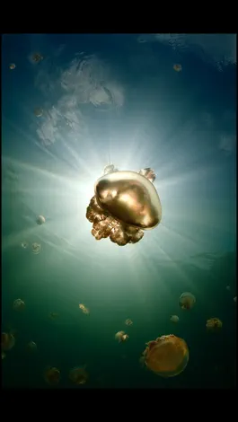 Game screenshot Album The Golden Tortoise 5 mod apk