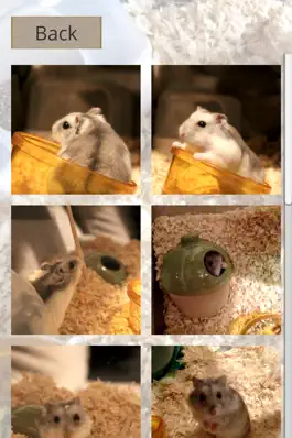 Game screenshot Hamster Slider Puzzle mod apk