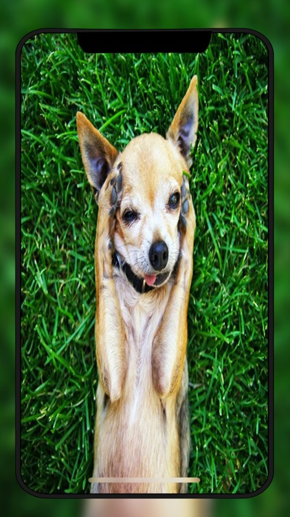 Chihuahua Dog Wallpapers Hd