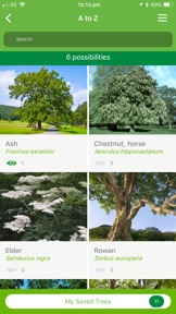 British tree identification screenshot