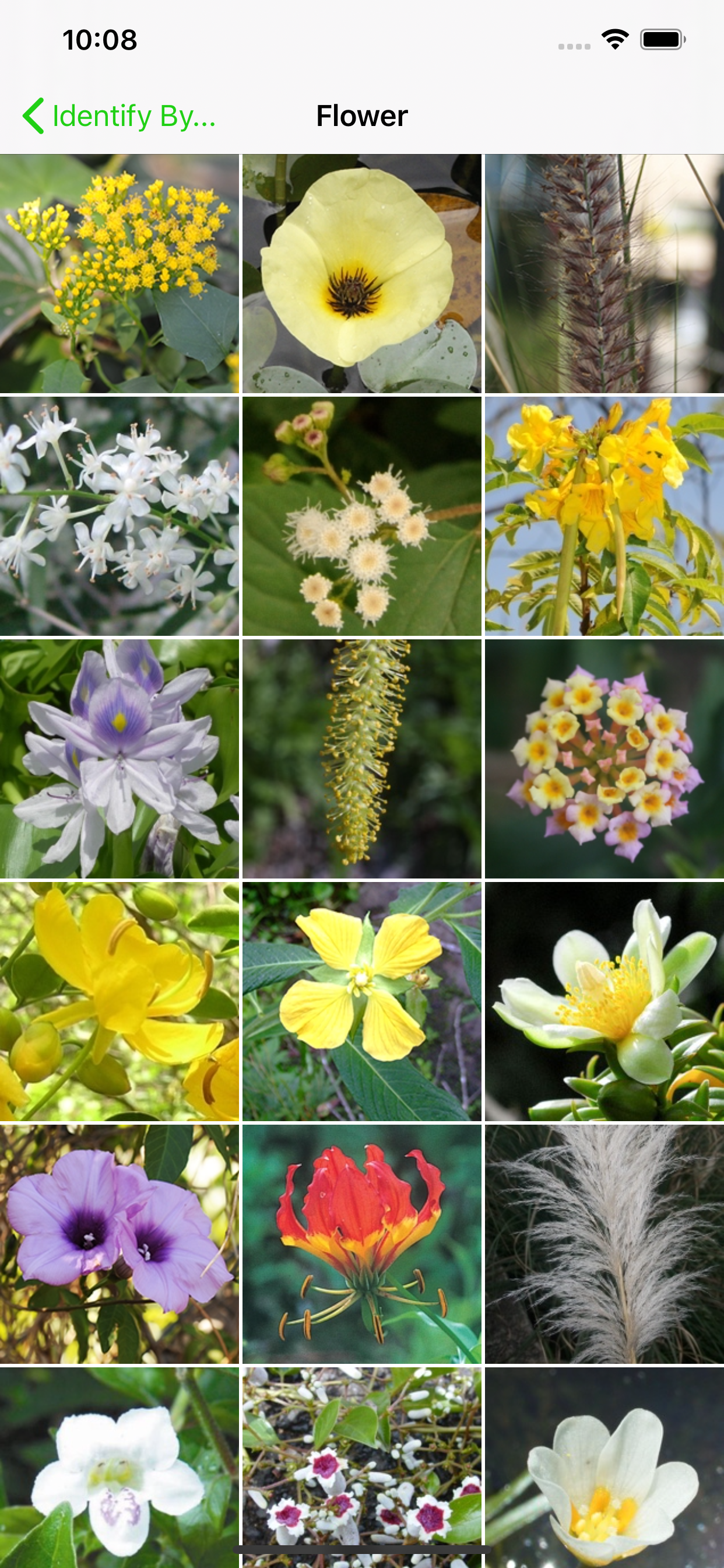 Environmental Weeds of Sydney
