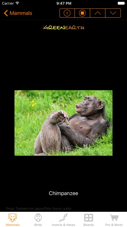 Animal Sounds and Noises