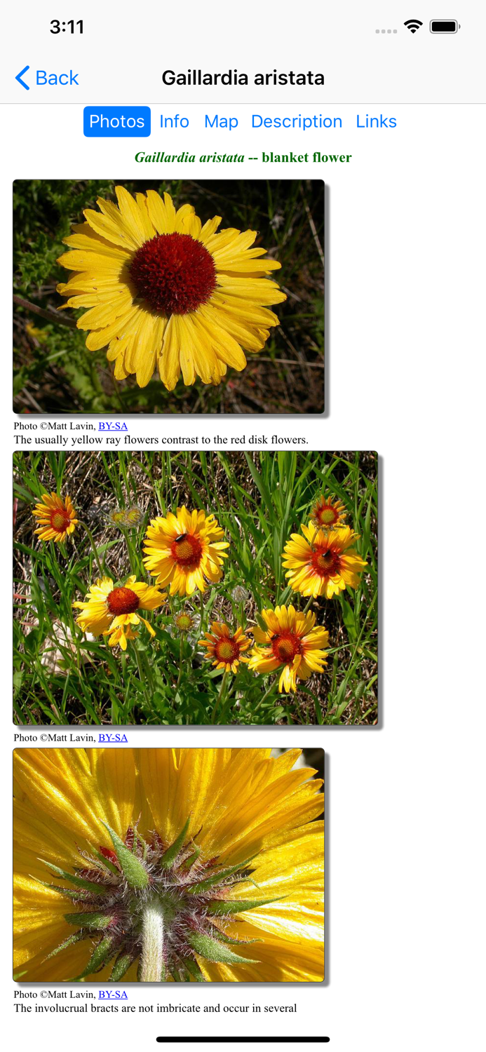 Wildflowers of Montana