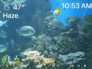 aquarium 4k - ultra hd video ipad resimleri 1