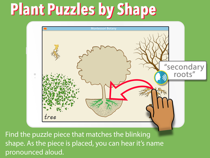 Learn Botany - Parts of Plants