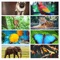 An educational app for kids to learn about 60+ animals,fish,birds,reptiles by seeing images and listening to their real sounds