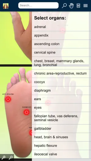 Reflexology Areas screenshot 1