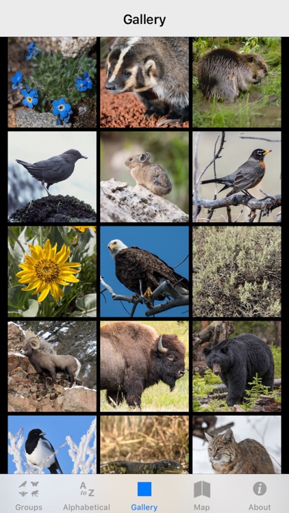 Yellowstone NP Field Guide