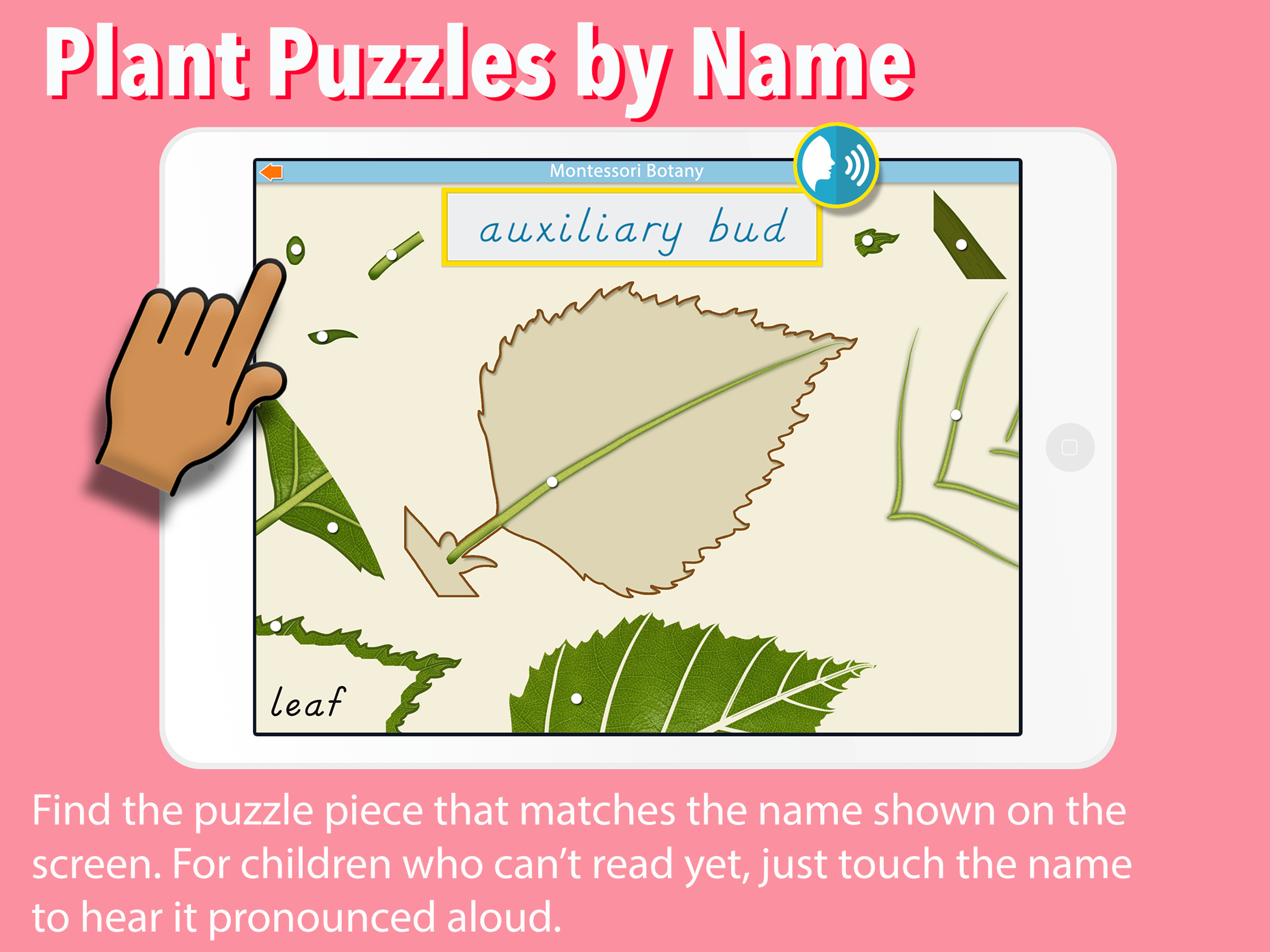 Learn Botany - Parts of Plants screenshot 12