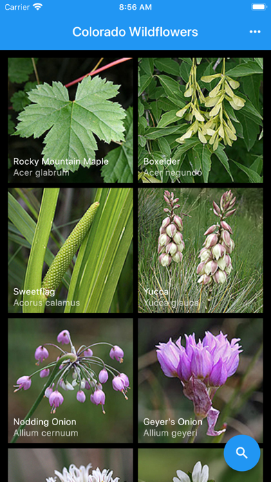 Colorado Wildflowers Guide Screenshot