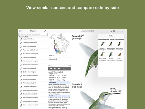 Sibley Guide to Hummingbirdsのおすすめ画像4