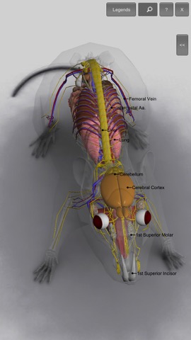 3D Rat Anatomyのおすすめ画像5