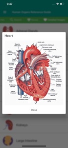 Human Organs Anatomy Reference screenshot #2 for iPhone