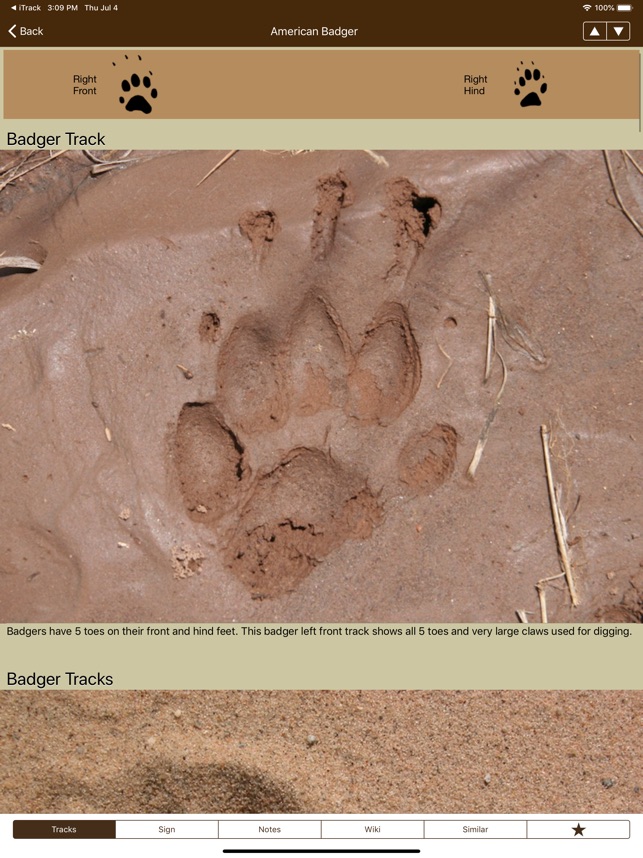 Porcupine Tracks In Mud
