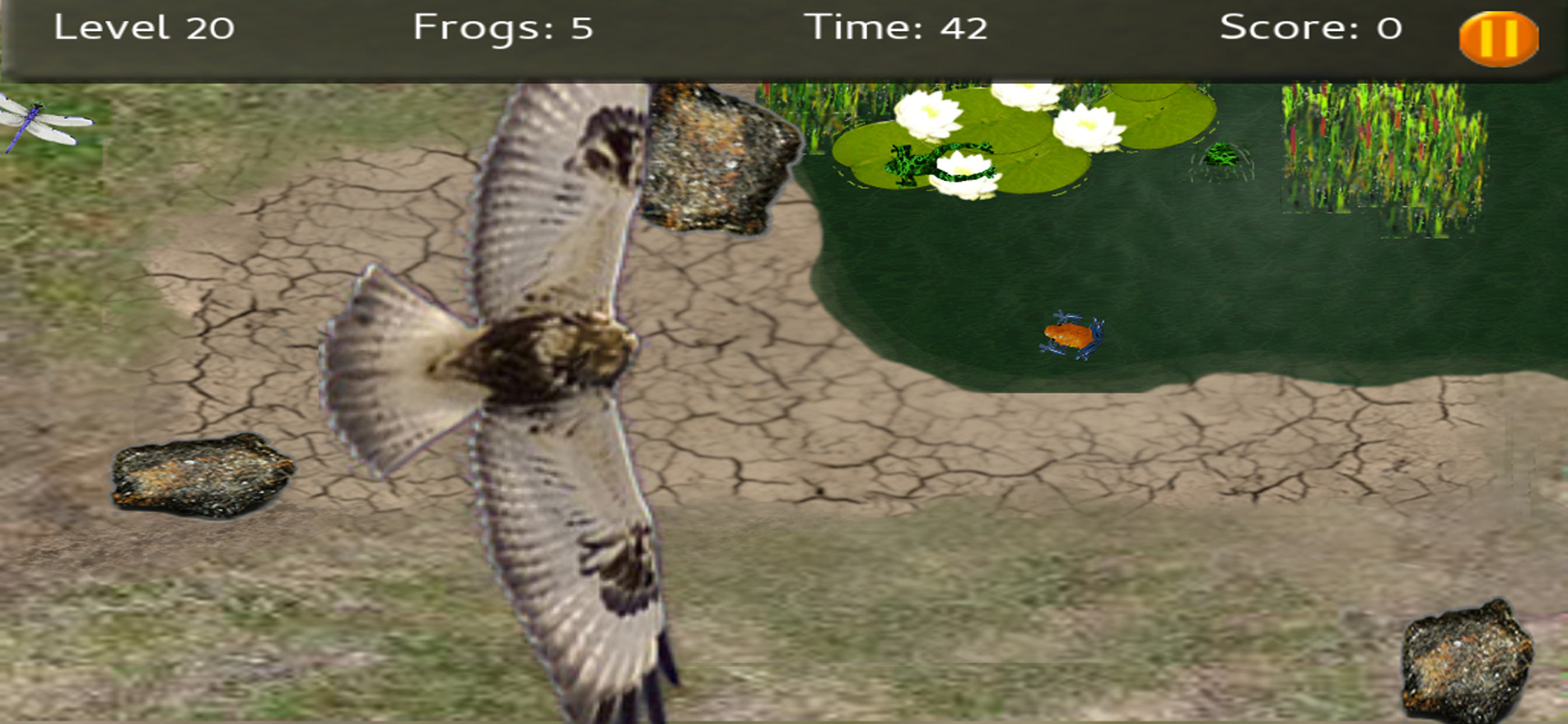 Baby Frogs - Frog Wrangling