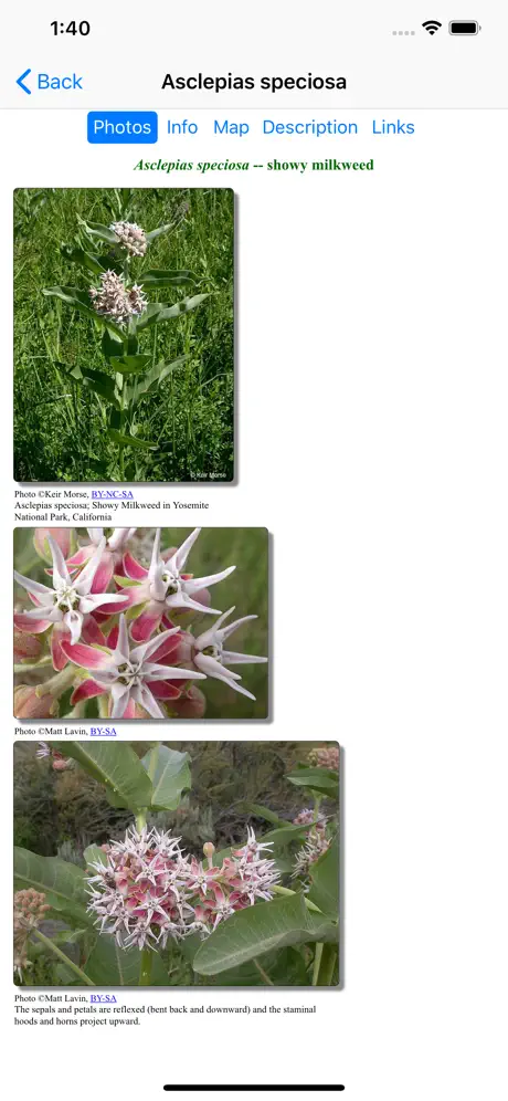 Utah Wildflowers