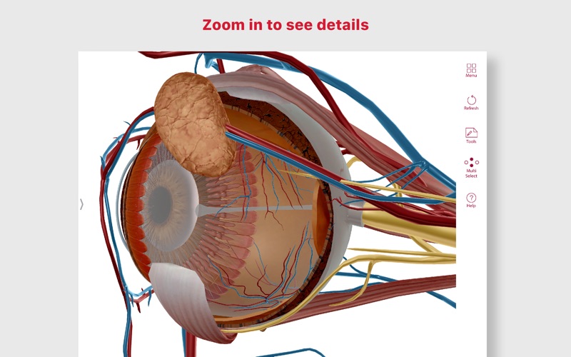 anatomy & physiology iphone screenshot 3