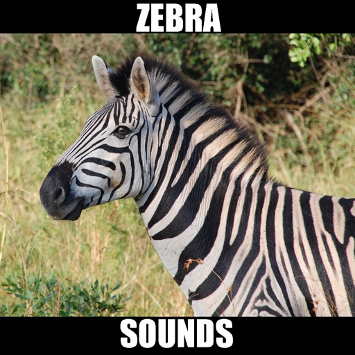 Zebra Sounds