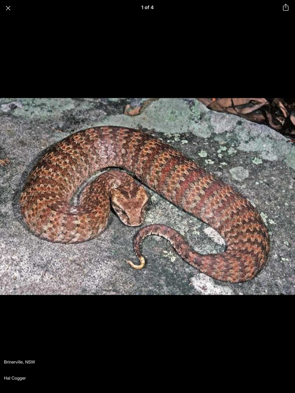 Australian Snake IDのおすすめ画像7
