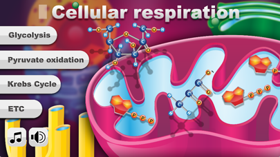 Biology Cellular Respiration P Screenshot