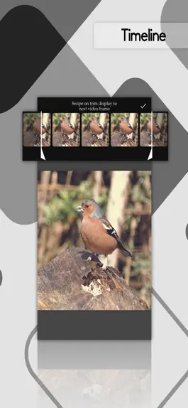 Game screenshot Flim Video - memes sticky Gifs apk