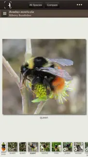 british & irish bumblebees iphone screenshot 3