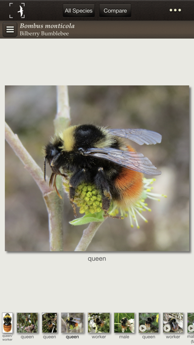 British & Irish Bumblebeesのおすすめ画像3