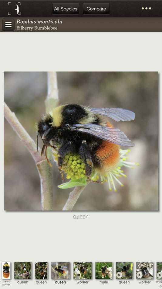 #3. British & Irish Bumblebees (iOS) 由: NatureGuides Ltd.