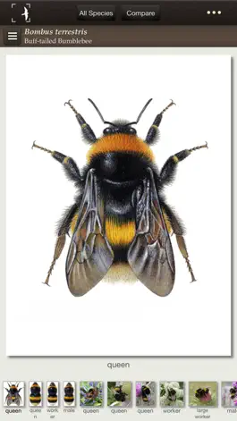 Game screenshot British & Irish Bumblebees mod apk