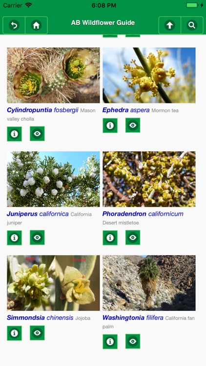 Anza-Borrego Wildflowers Lite screenshot-6