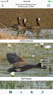 birds of zambia problems & solutions and troubleshooting guide - 4