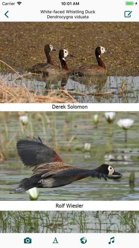 Birds of Zambia screenshot 1 of 5