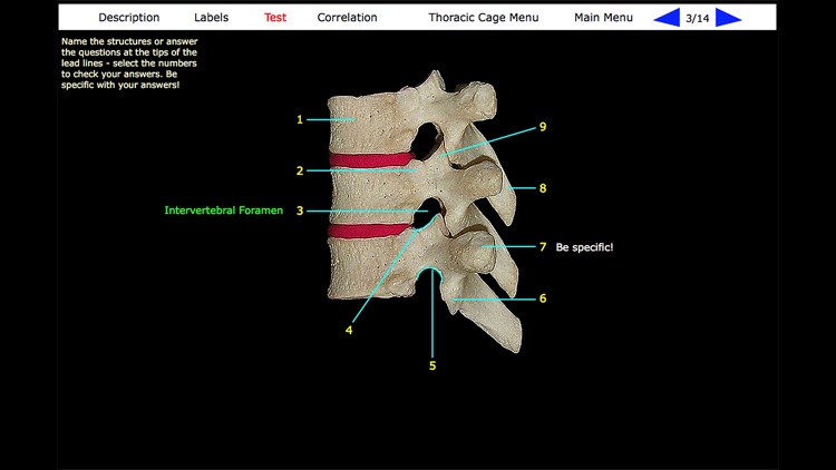 Human Skeleton: Gross Anatomy screenshot-3