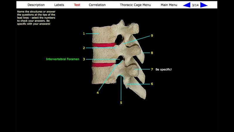Human Skeleton: Gross Anatomy screenshot 4 of 10