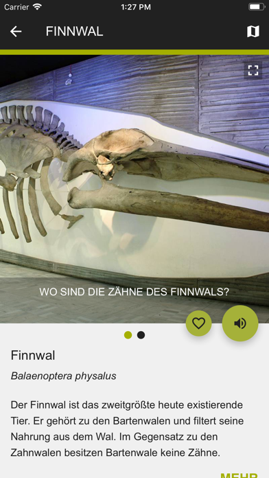Senckenberg Naturmuseum Screenshot