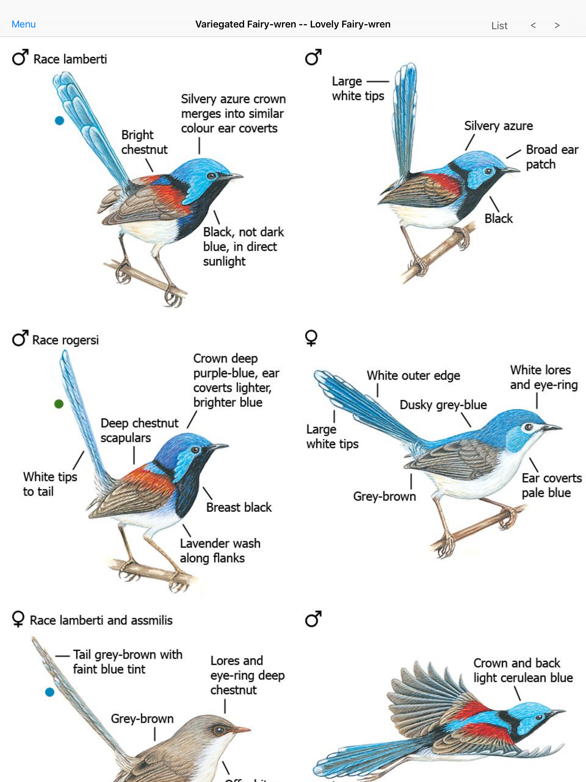 Morcombe & Stewart Guide