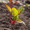 Avec l'application Seed & Co, gérez votre collection de semences