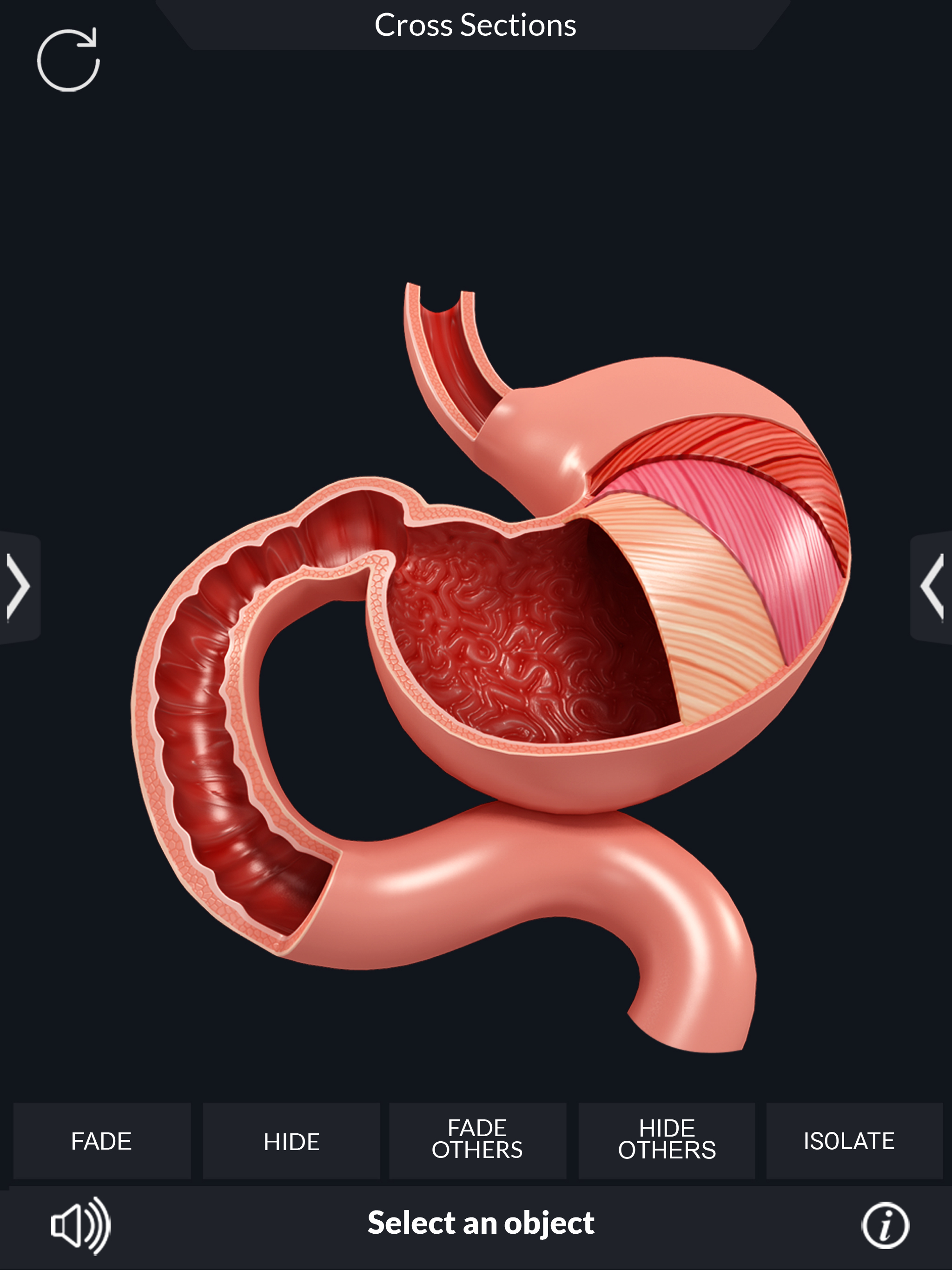 My Digestive System Anatomy