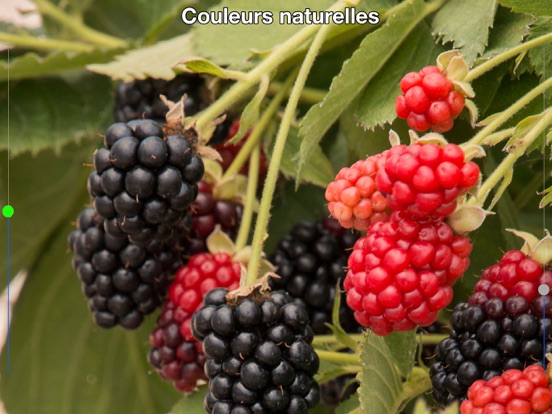 Screenshot #6 pour Aide daltonien