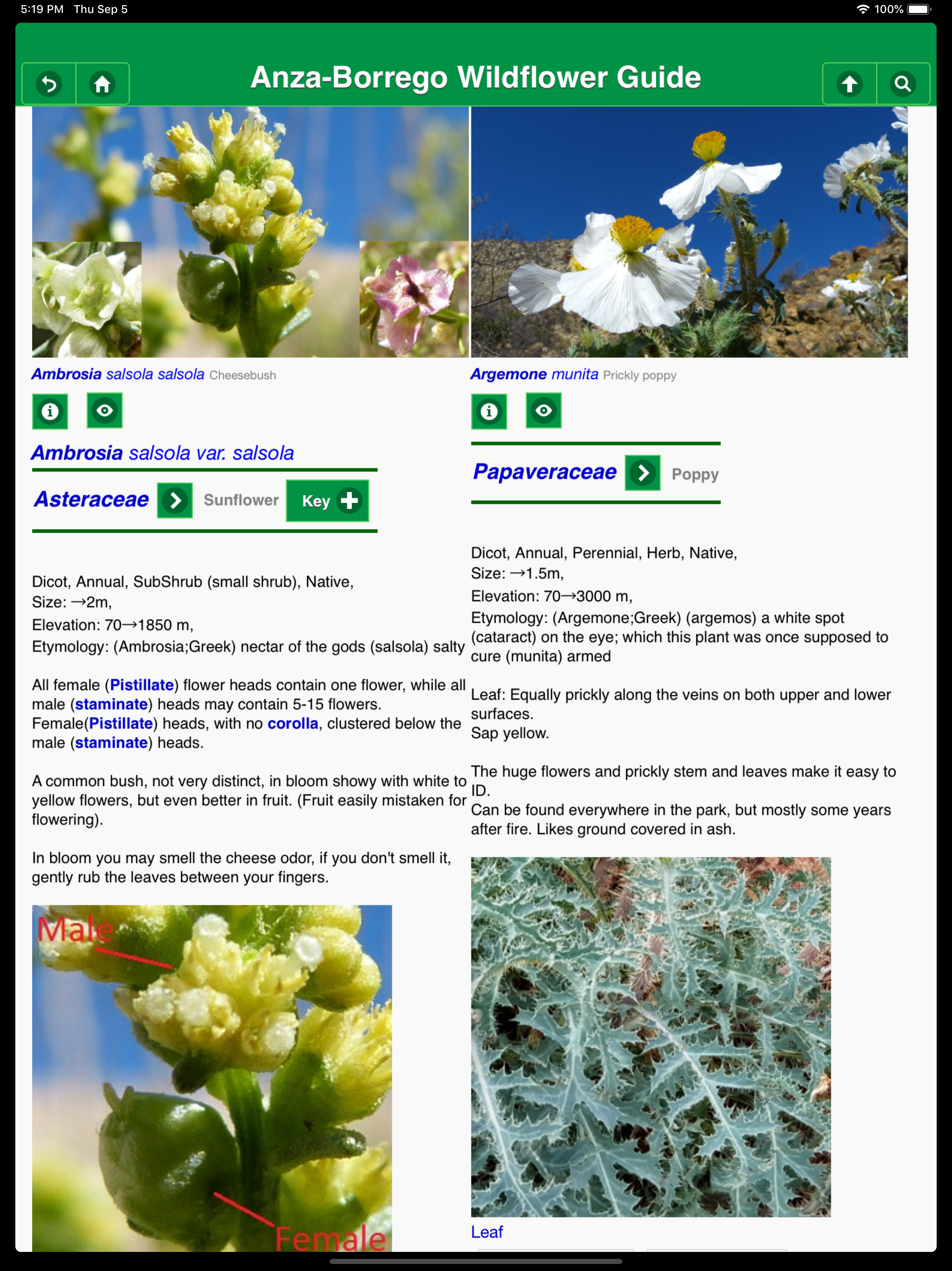 Anza-Borrego Wildflowers Lite screenshot 11