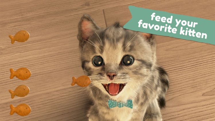 Little Kitten -My Favorite Cat screenshot-3