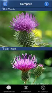 wildflower id usa photo recog. problems & solutions and troubleshooting guide - 3