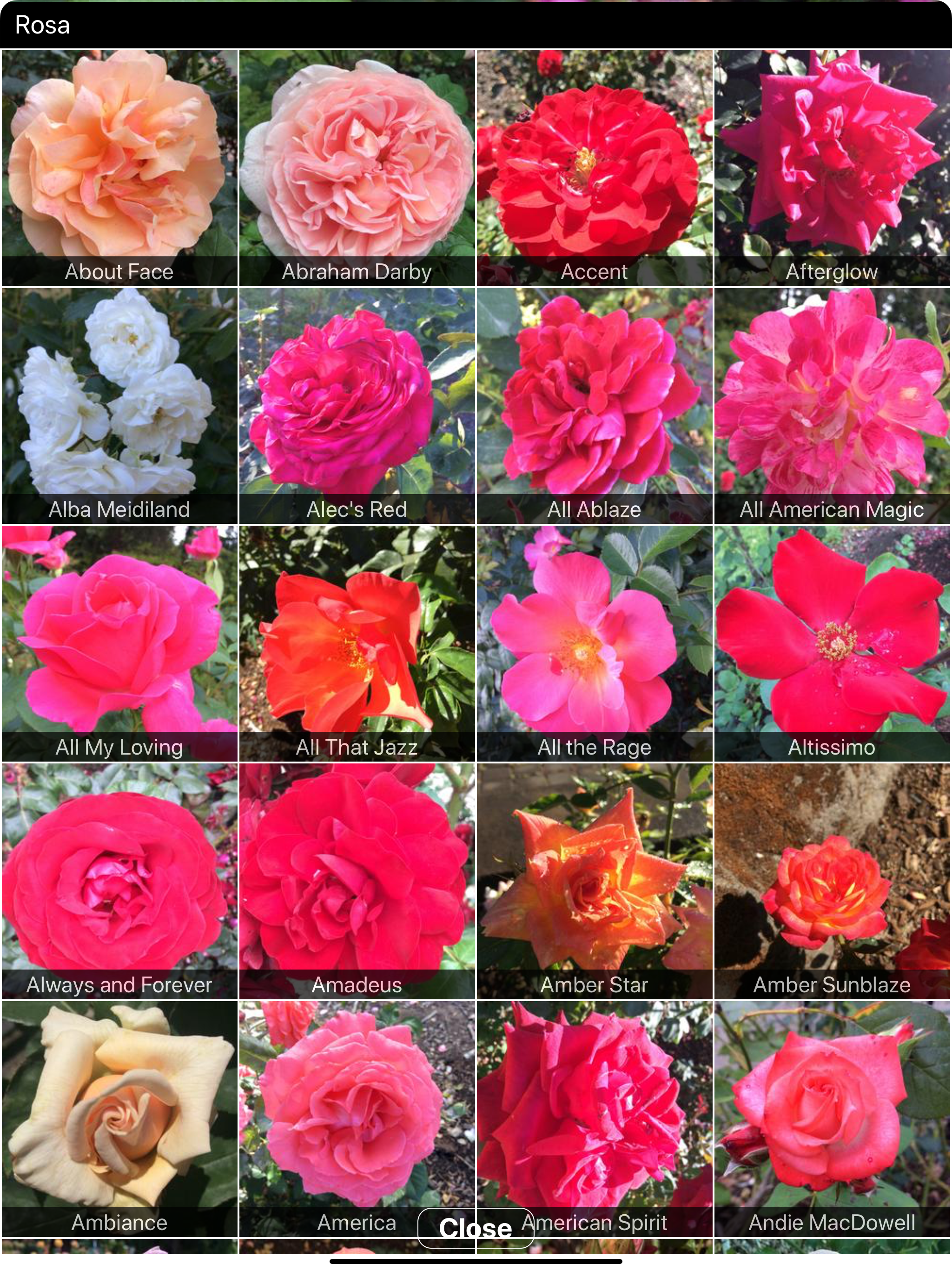Instant Rose