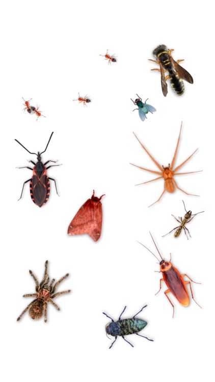 Creepy Crawly