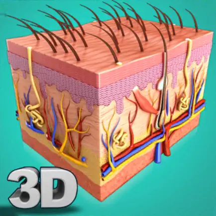 My Skin Anatomy Читы