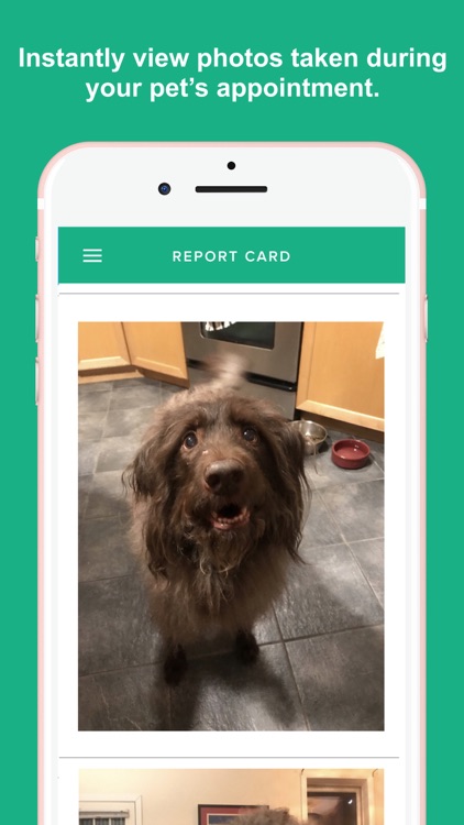 Chipper Dog Walking screenshot-4