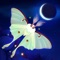 In Flutter: Starlight, you will check the current moon phase and then prepare to attract eggs to your incubator