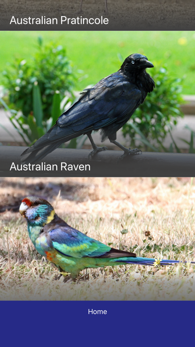 Screenshot #3 pour Bird Quiz - Birds of Australia
